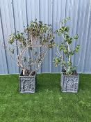 Pair of composite square garden planters with St George cast - THIS LOT IS TO BE COLLECTED BY APPOIN