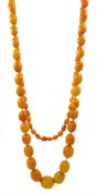 Single strand graduating oval butterscotch amber bead necklace