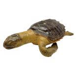 Taxidermy: Hawksbill Sea Turtle (Eretmochelys imbricata)