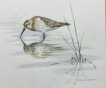 Alan M Hunt (British 1947-): Curlew in Water