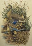 David Binns (British 1935-2020): Mother Duck and Ducklings