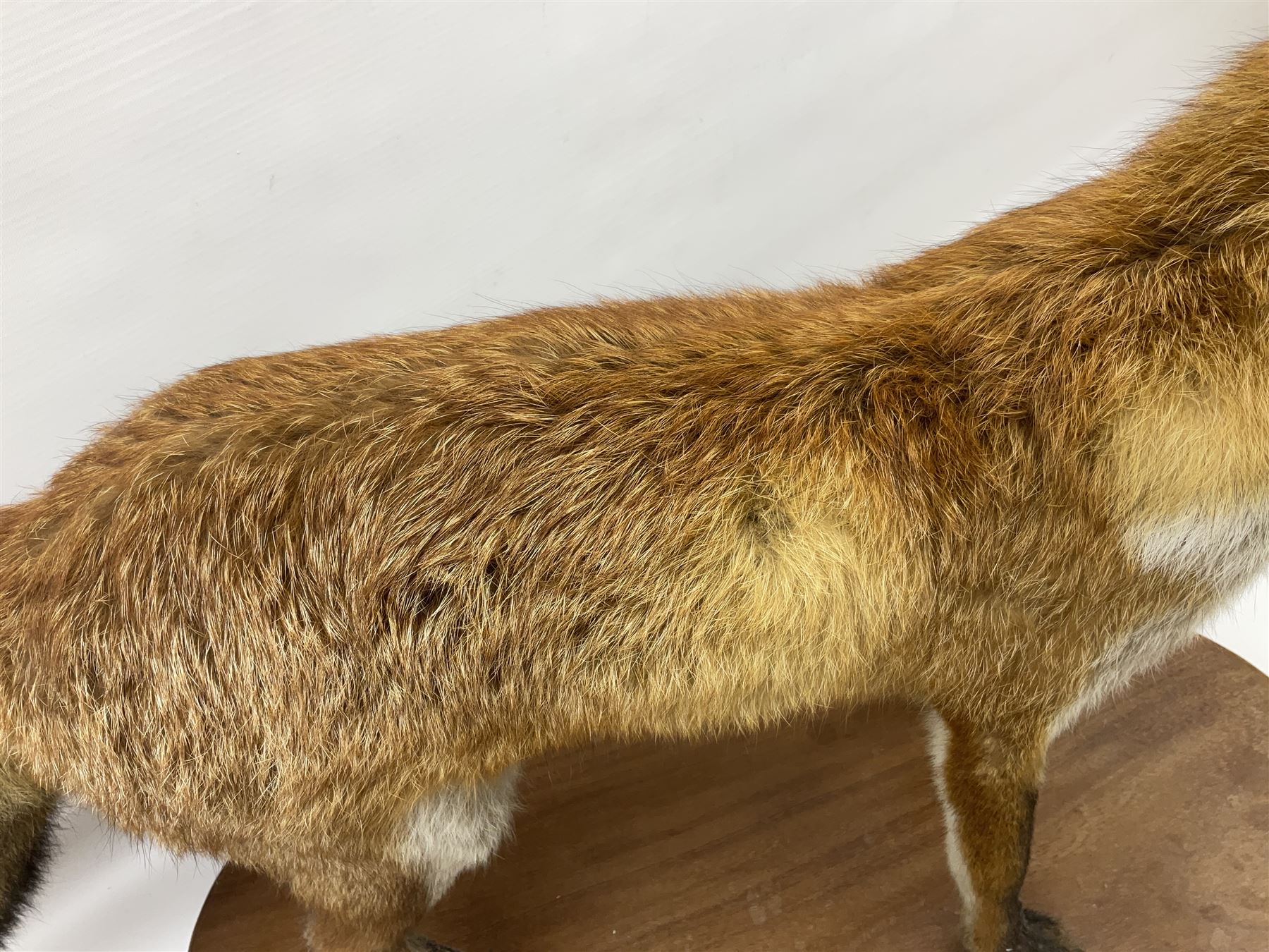 Taxidermy; Red Fox (Vulpes vulpes) - Bild 4 aus 10