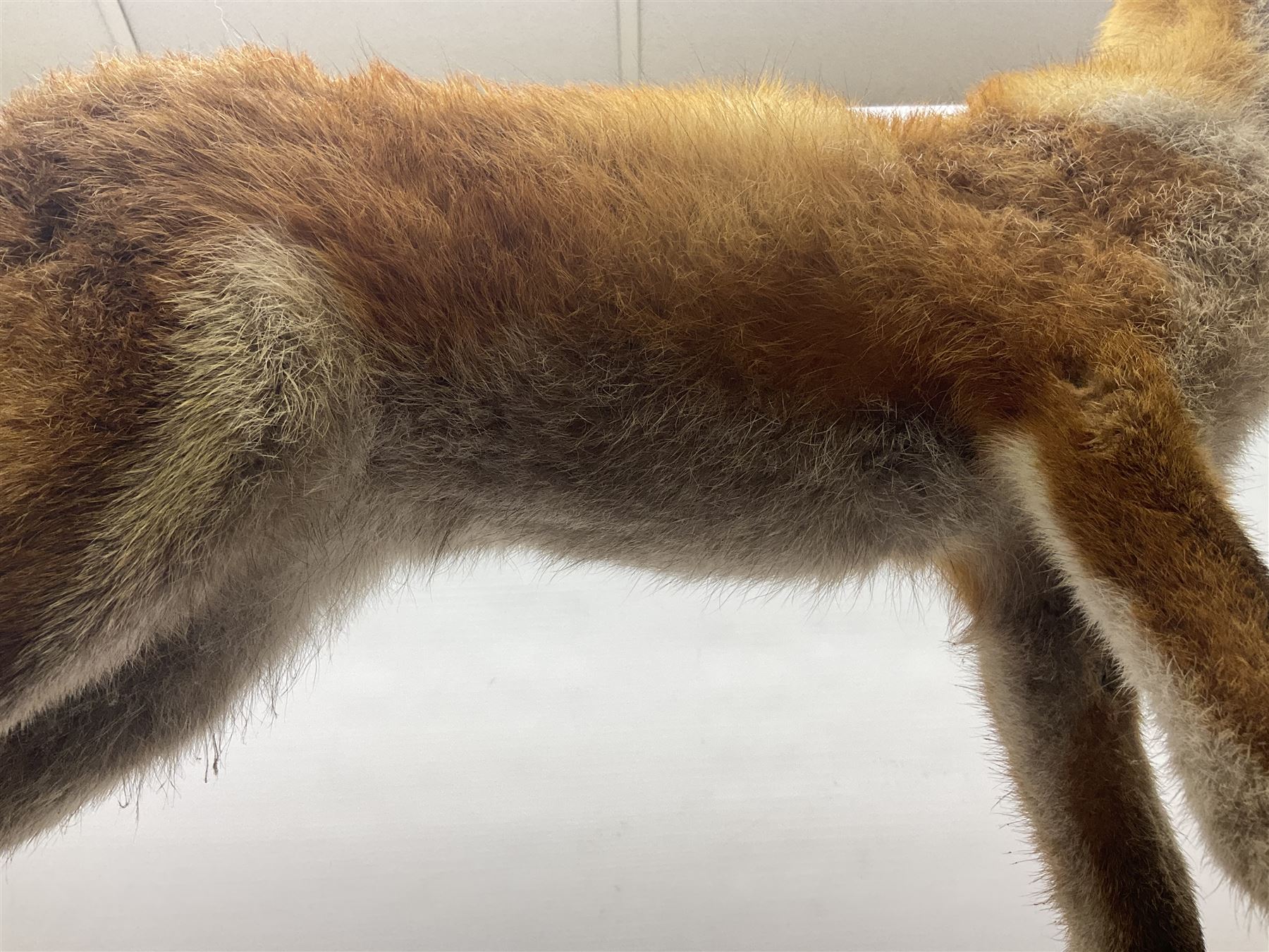 Taxidermy; Red Fox (Vulpes vulpes) - Bild 8 aus 10