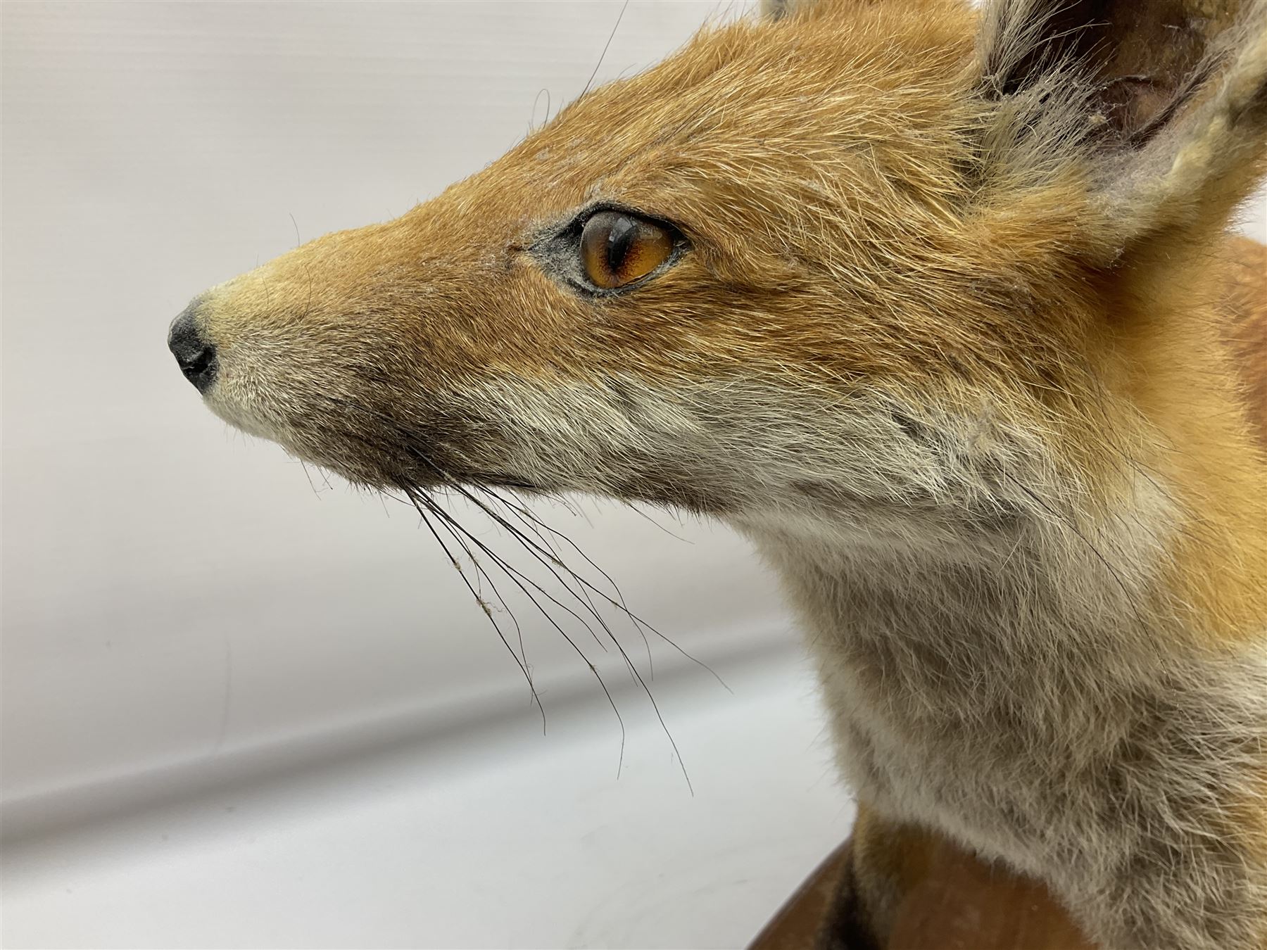 Taxidermy; Red Fox (Vulpes vulpes) - Bild 9 aus 10