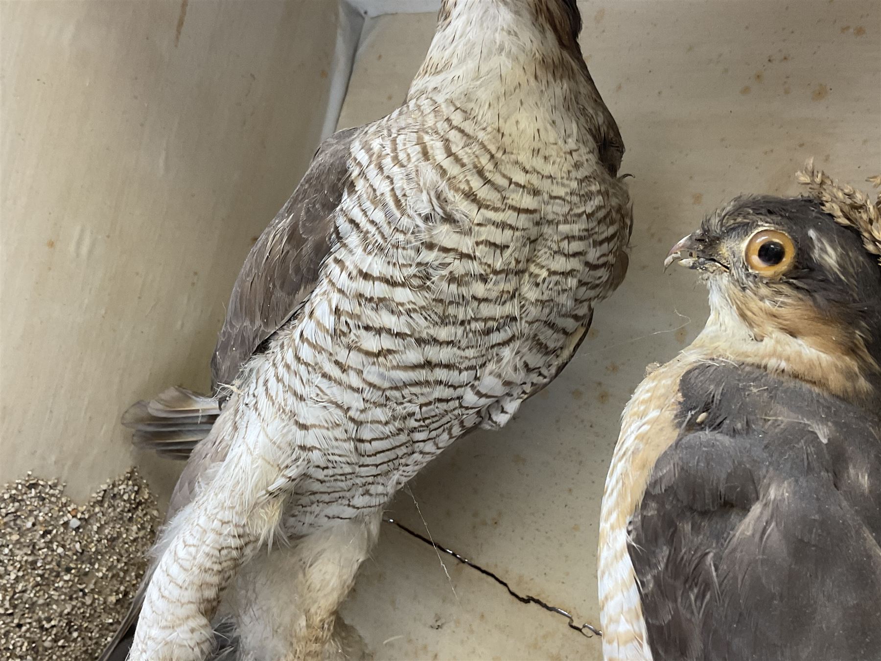 Taxidermy; Victorian cased pair of Sparrowhawks (Accipiter nisus) - Image 9 of 15