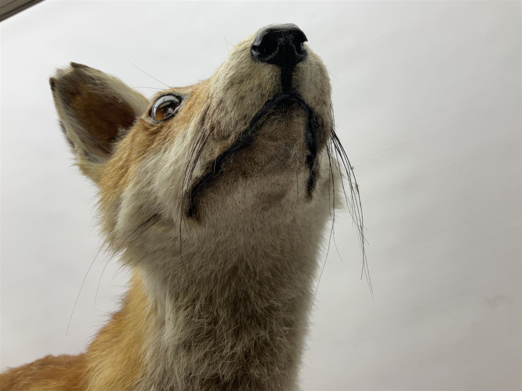 Taxidermy; Red Fox (Vulpes vulpes) - Bild 3 aus 10
