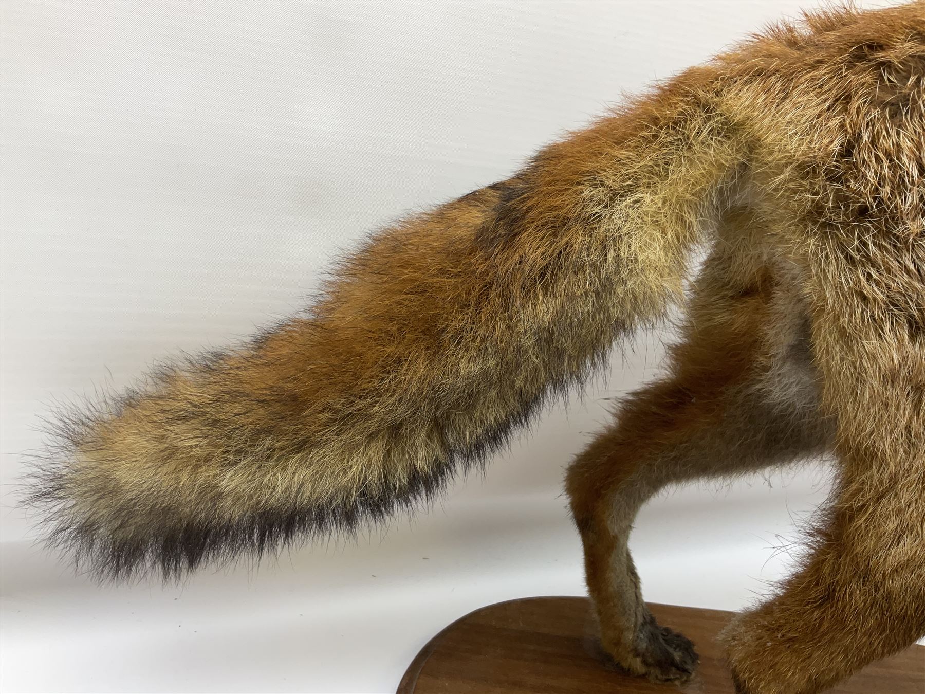 Taxidermy; Red Fox (Vulpes vulpes) - Bild 5 aus 10