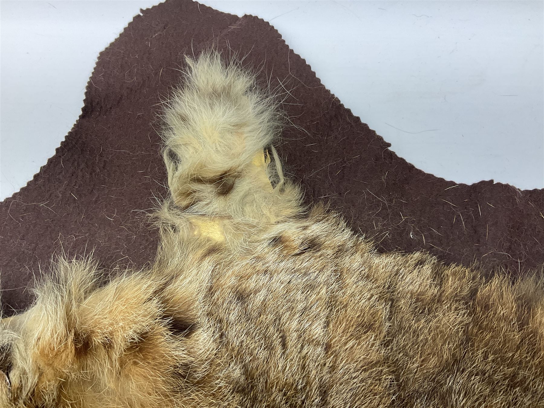 Taxidermy: Bob cat (Lynx rufus) hide mounted upon black felt backing material - Bild 3 aus 8