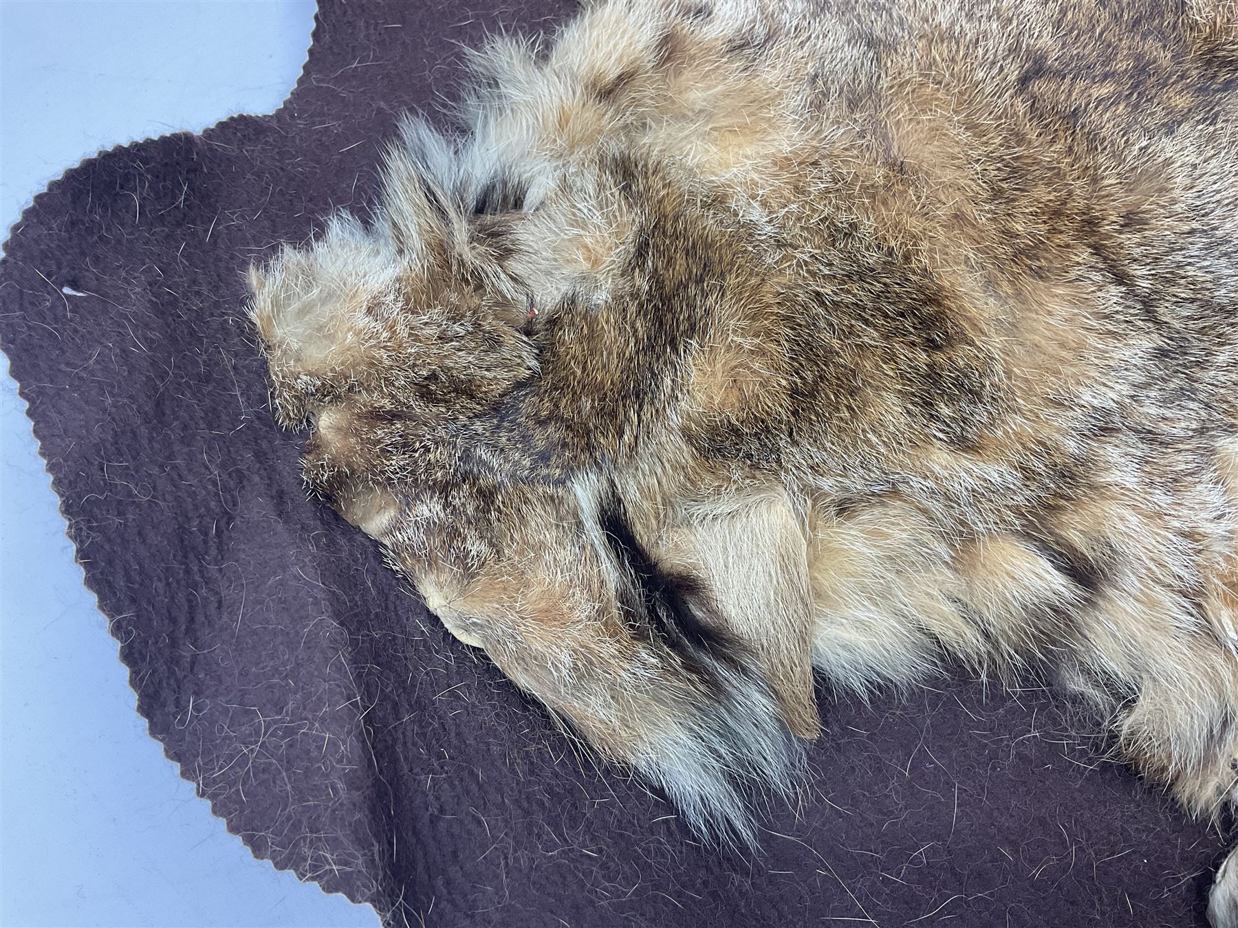 Taxidermy: Bob cat (Lynx rufus) hide mounted upon black felt backing material - Bild 2 aus 8