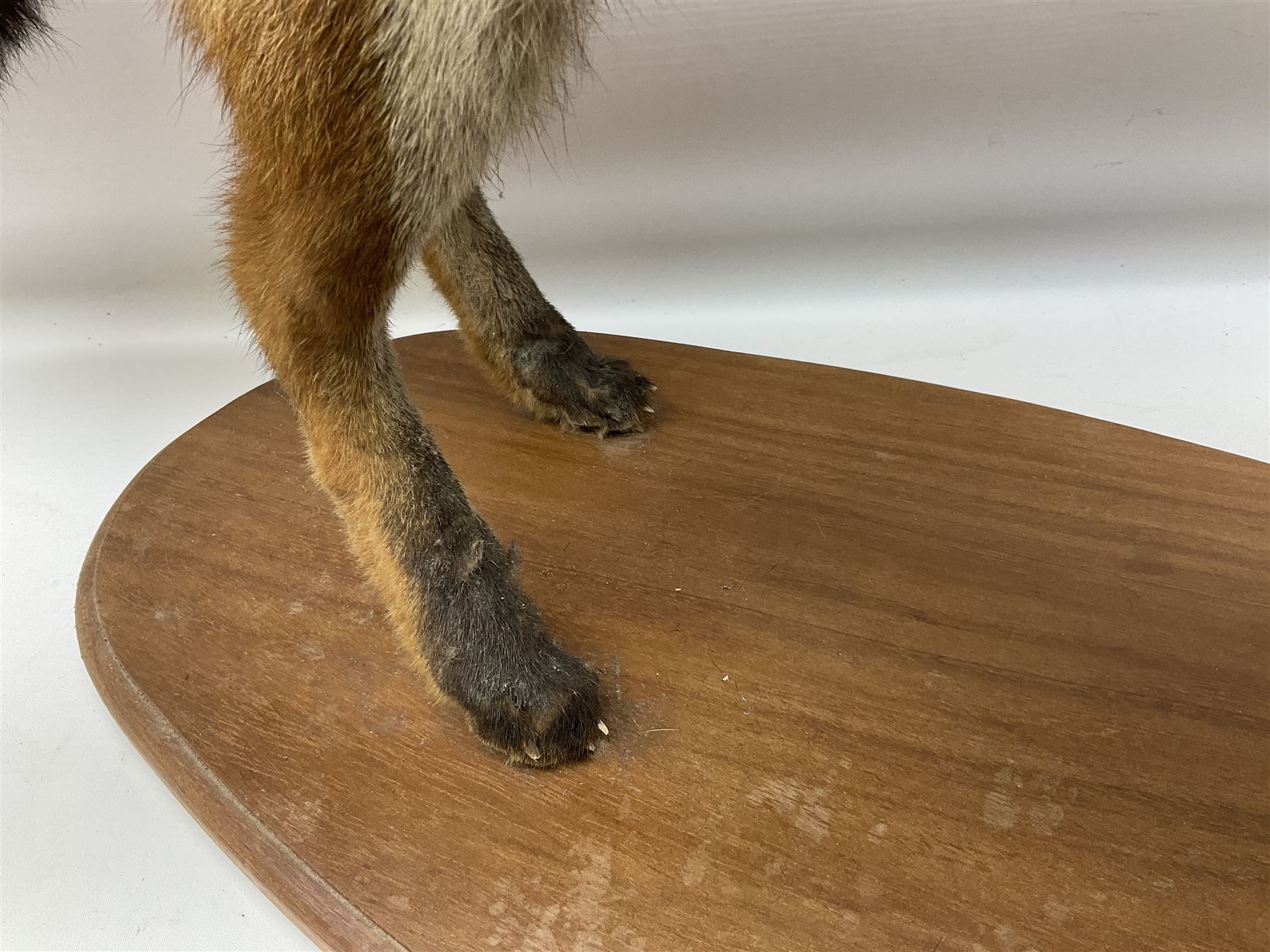 Taxidermy; Red Fox (Vulpes vulpes) - Bild 7 aus 10