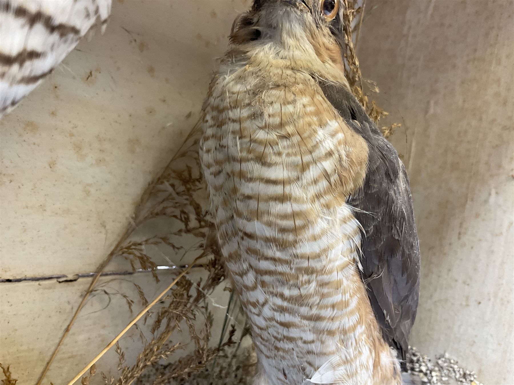 Taxidermy; Victorian cased pair of Sparrowhawks (Accipiter nisus) - Bild 3 aus 15