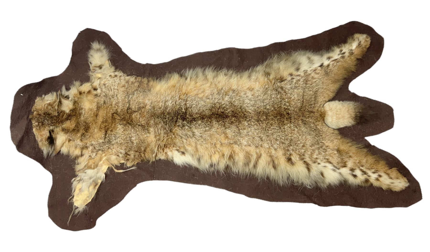 Taxidermy: Bob cat (Lynx rufus) hide mounted upon black felt backing material