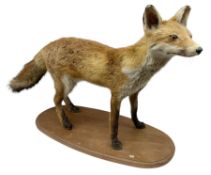Taxidermy; Red Fox (Vulpes vulpes)