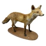 Taxidermy; Red Fox (Vulpes vulpes)