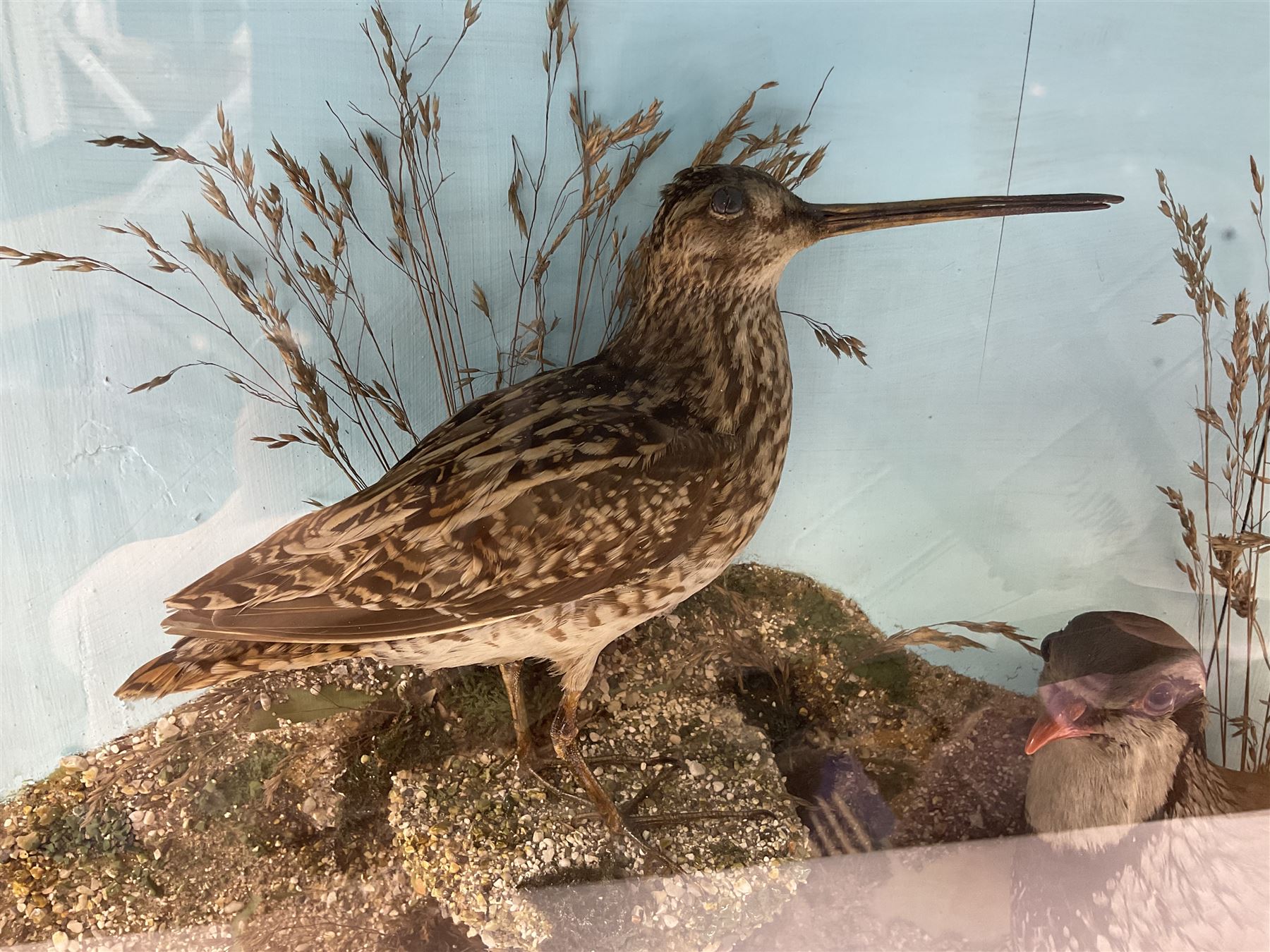 Taxidermy; bird diorama - Bild 2 aus 8