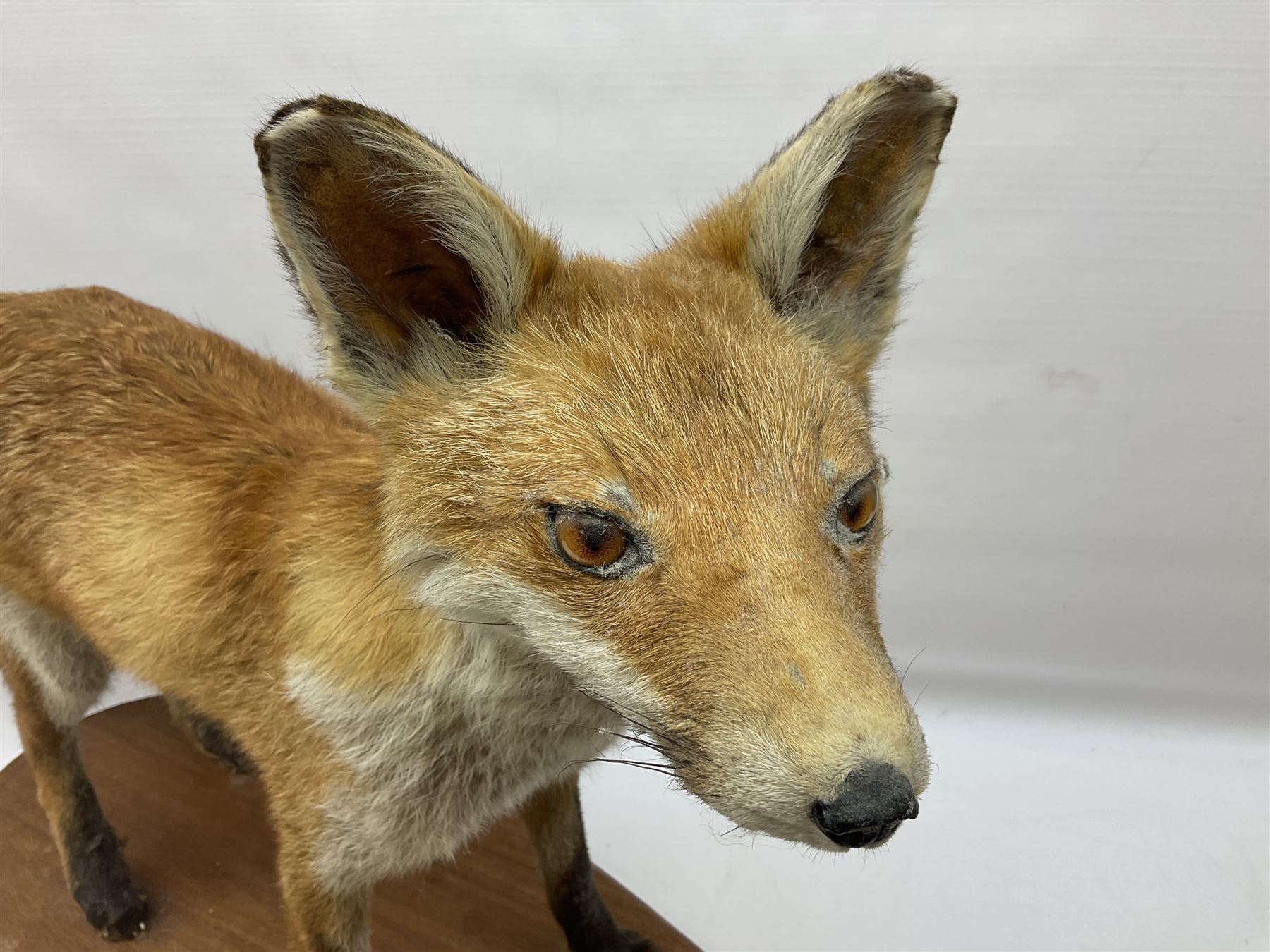 Taxidermy; Red Fox (Vulpes vulpes) - Bild 2 aus 10