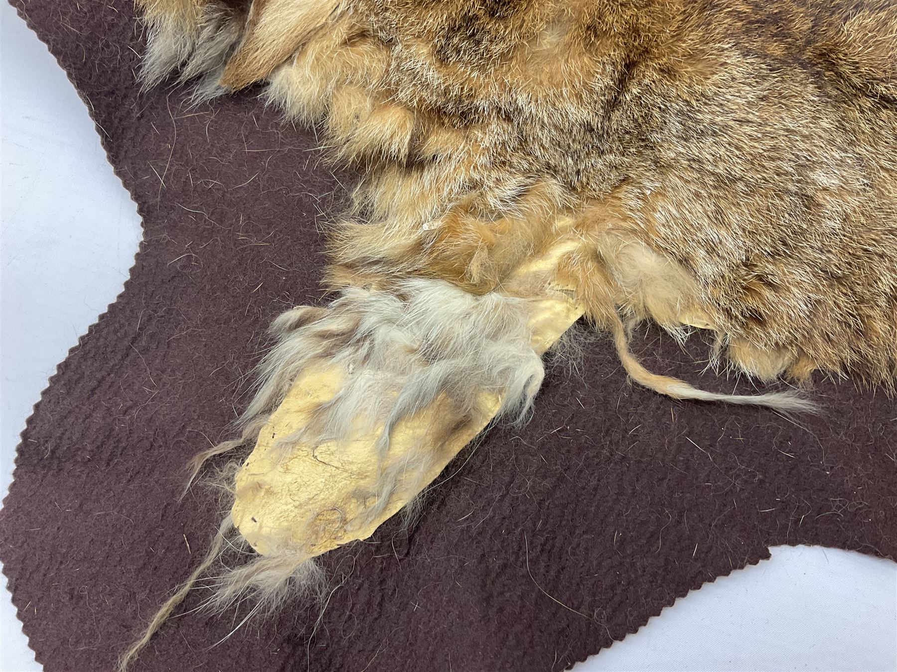 Taxidermy: Bob cat (Lynx rufus) hide mounted upon black felt backing material - Bild 4 aus 8