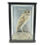 Taxidermy; late Victorian cased Barn Owl (Tyto alba)