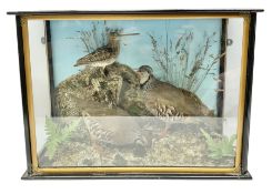 Taxidermy; bird diorama