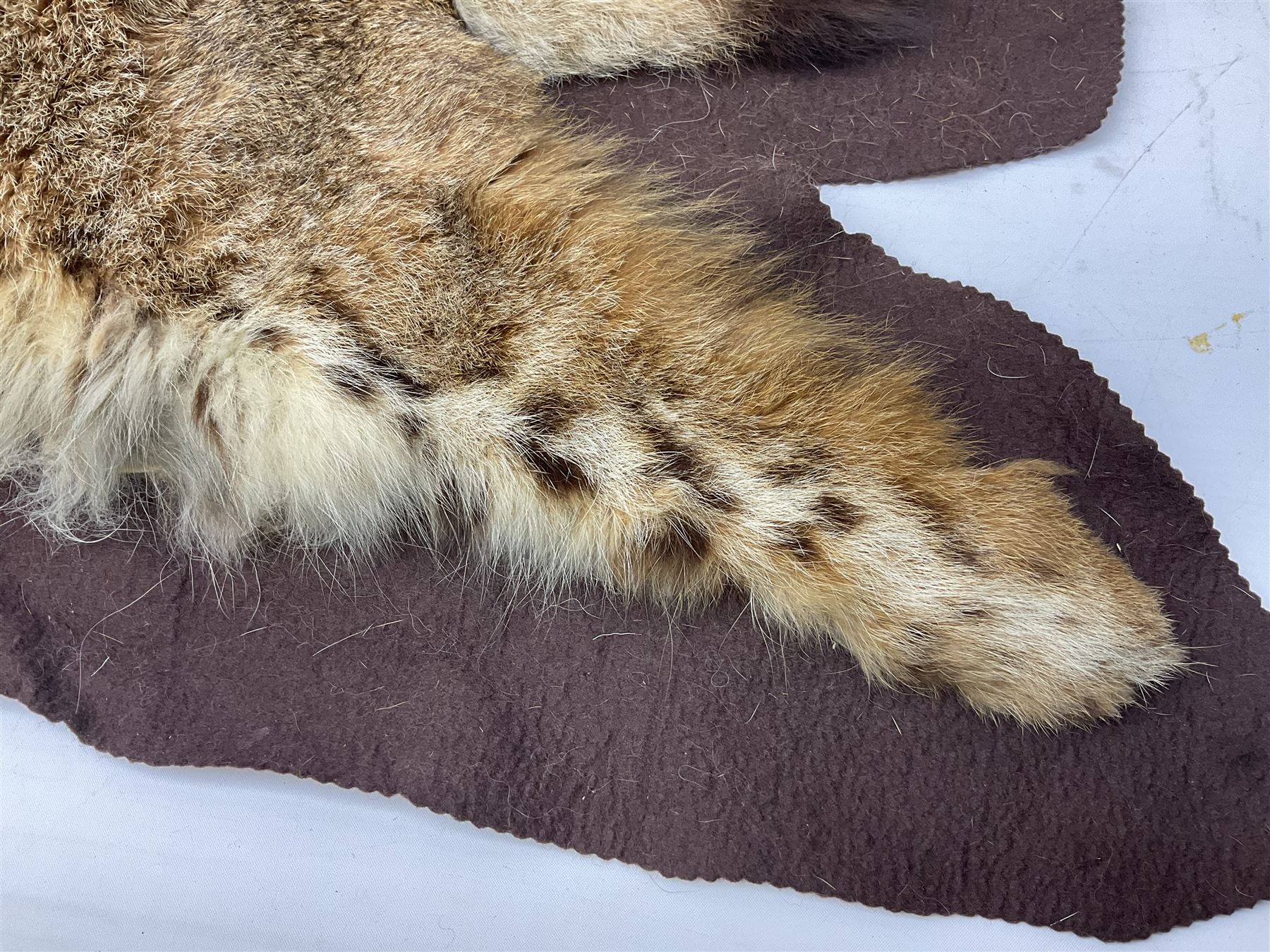 Taxidermy: Bob cat (Lynx rufus) hide mounted upon black felt backing material - Bild 8 aus 8