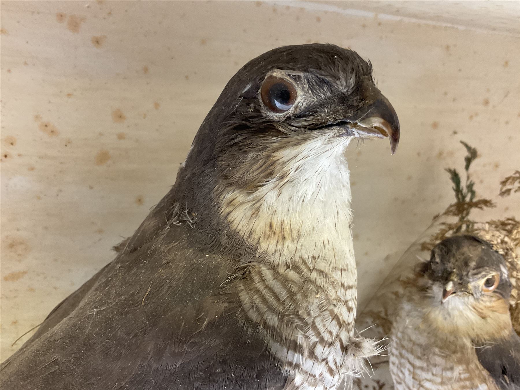 Taxidermy; Victorian cased pair of Sparrowhawks (Accipiter nisus) - Image 7 of 15