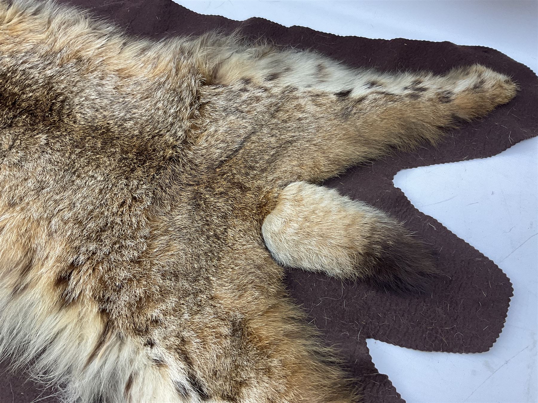 Taxidermy: Bob cat (Lynx rufus) hide mounted upon black felt backing material - Bild 6 aus 8