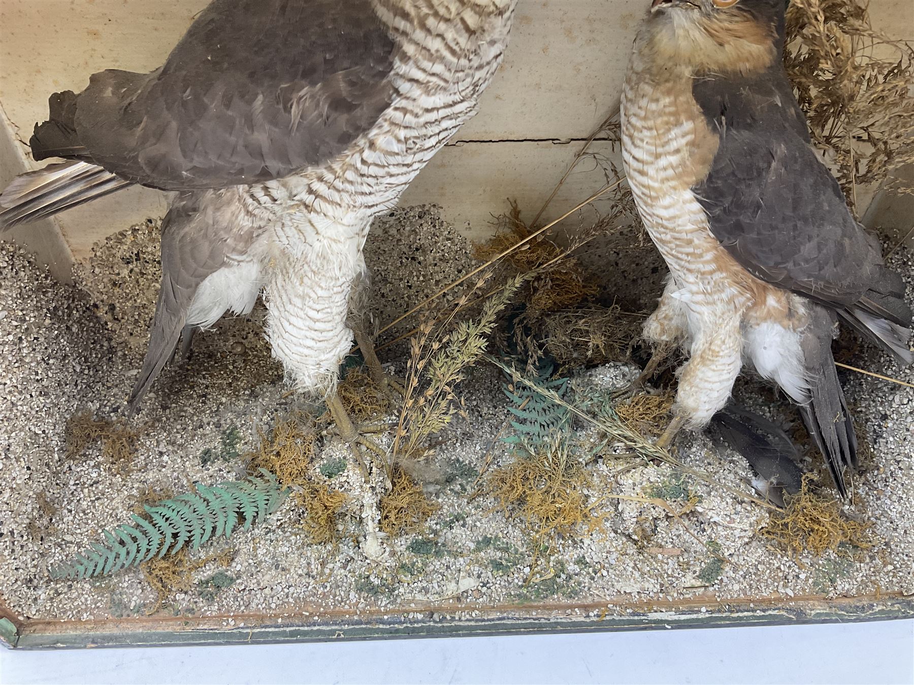 Taxidermy; Victorian cased pair of Sparrowhawks (Accipiter nisus) - Image 13 of 15