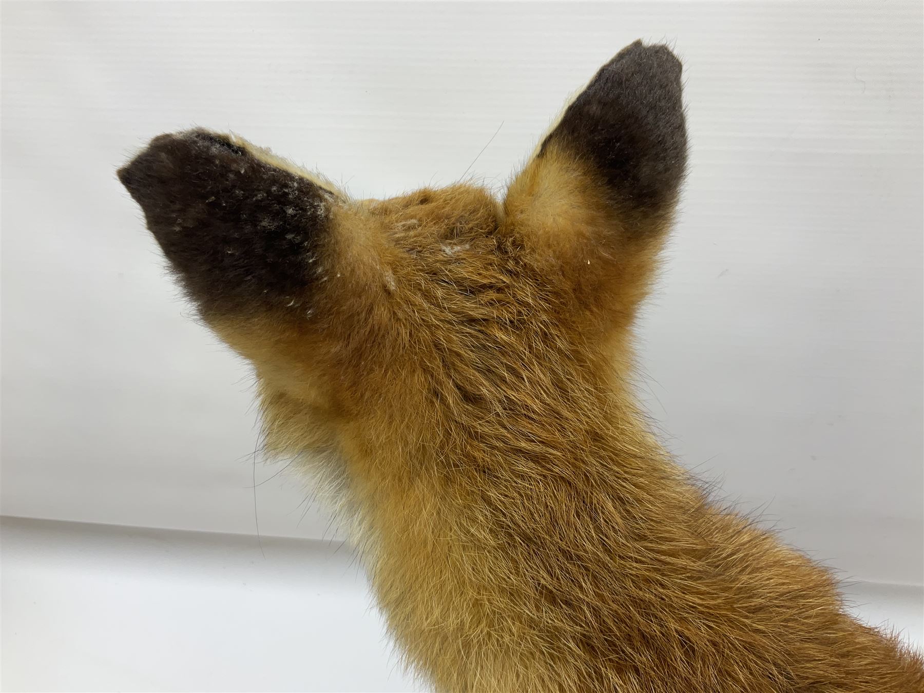 Taxidermy; Red Fox (Vulpes vulpes) - Bild 10 aus 10