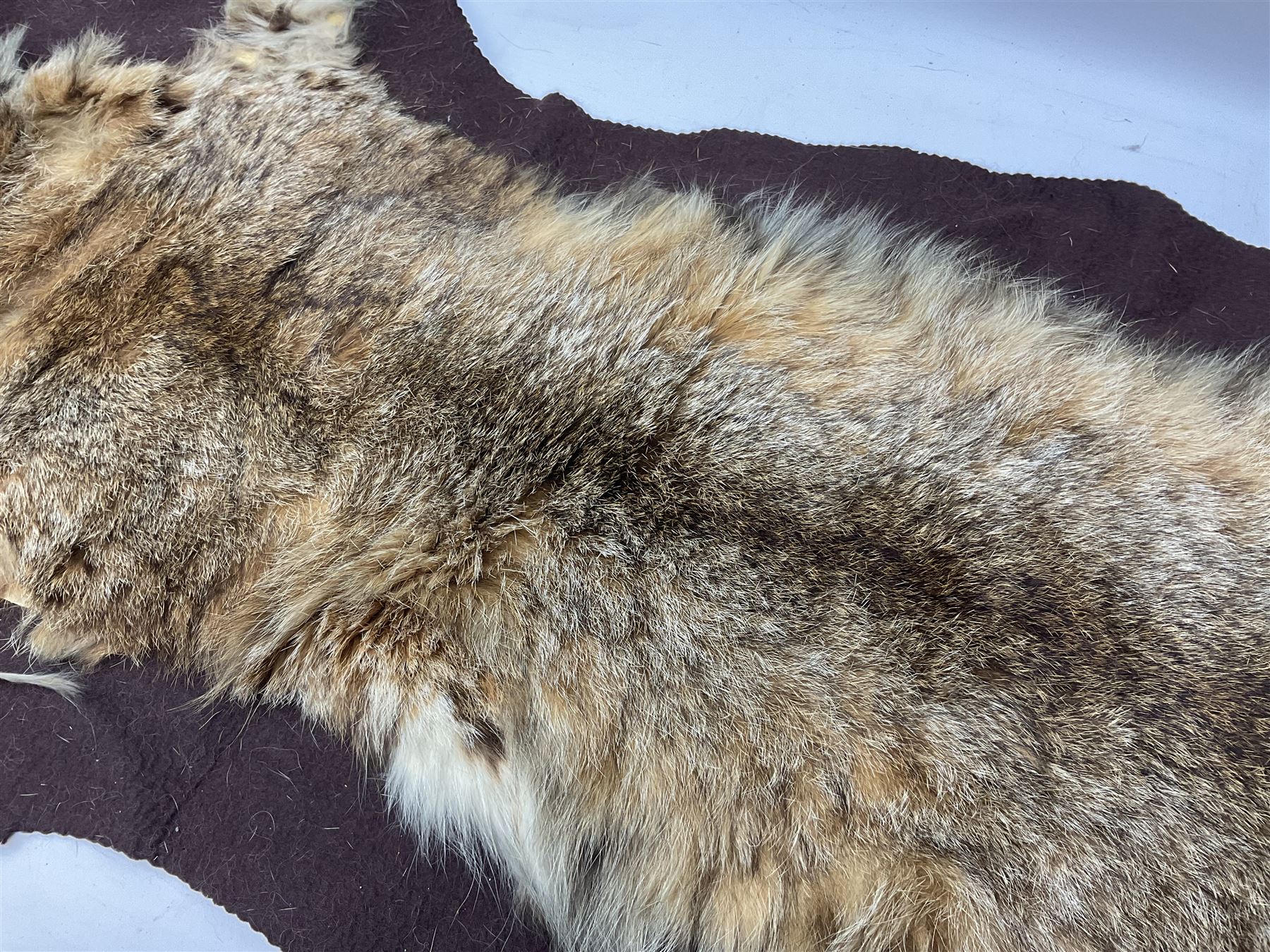 Taxidermy: Bob cat (Lynx rufus) hide mounted upon black felt backing material - Bild 5 aus 8