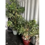 Two large indoor plants