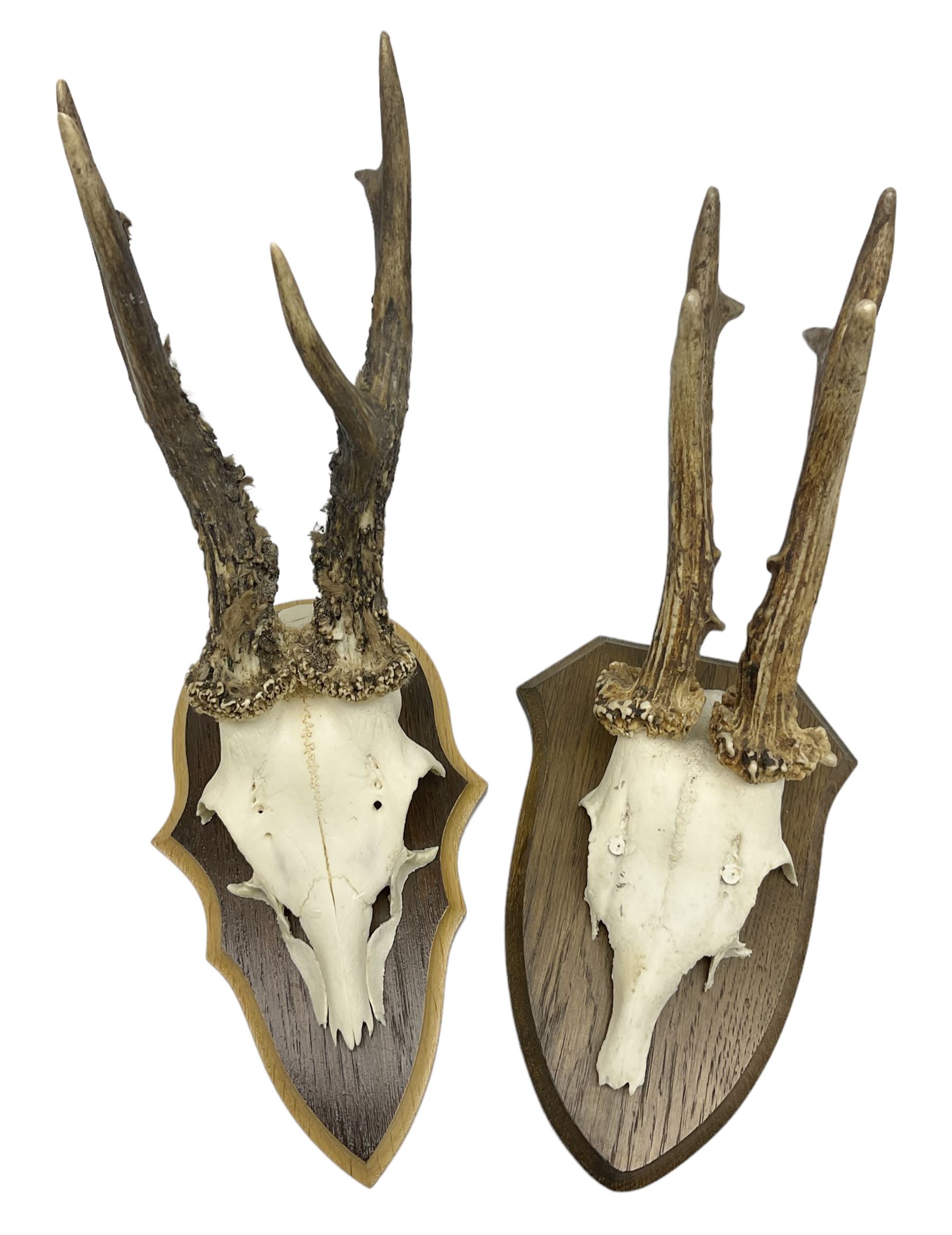 Antlers/Horns; Roe deer (Capreolus capreolus)