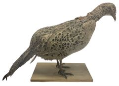 Taxidermy; Ring necked pheasant (Phasianus colchicus)