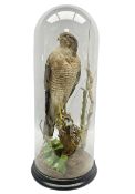 Taxidermy; Victorian European Sparrowhawk (Accipiter nisus)