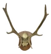 Antlers/Horns; Pair of red deer (Cervus elaphus) stag antlers with partial skull on wooden wall shie