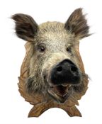 Taxidermy; European Wild Boar (Sus scrofa)