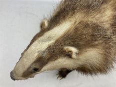 Taxidermy; European badger (Meles meles) full adult mount H34cm