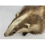 Taxidermy; European badger (Meles meles) full adult mount H34cm