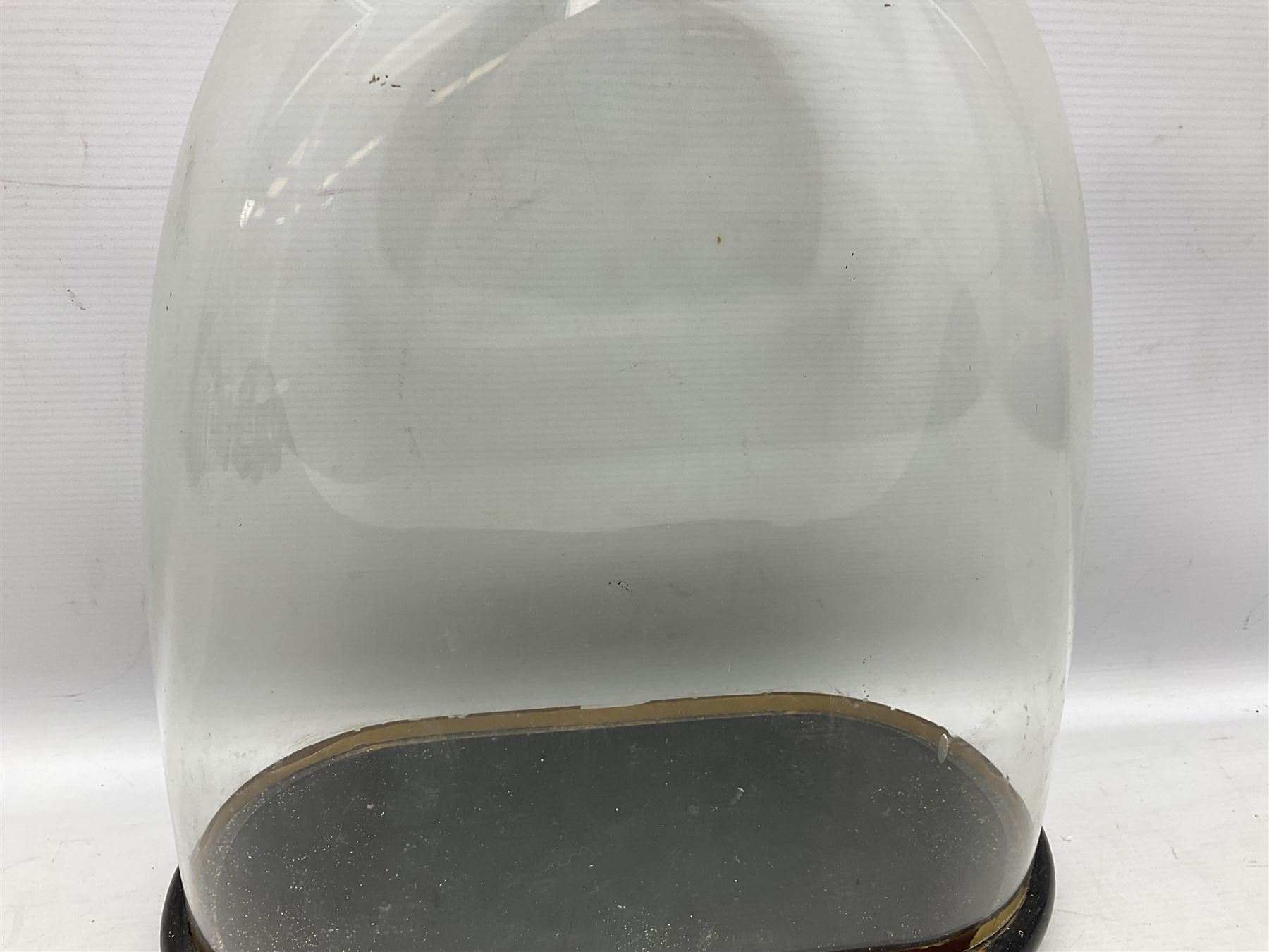 Victorian bell shaped glass dome on an ebonised base with bun feet - Image 2 of 5
