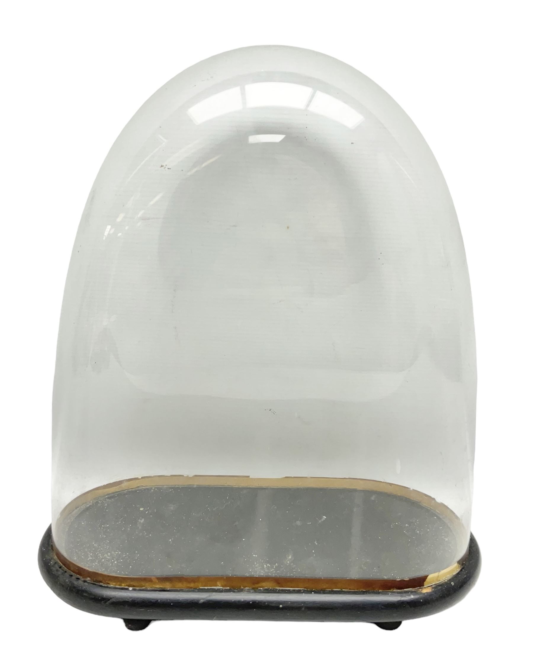 Victorian bell shaped glass dome on an ebonised base with bun feet