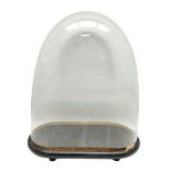 Victorian bell shaped glass dome on an ebonised base with bun feet