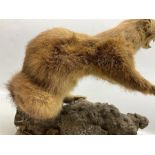 Taxidermy; Pine Marten (Martes martes) or similar