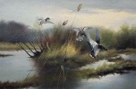 H Pezim (German 1941-): 'Alighting' Mallard coming into Land