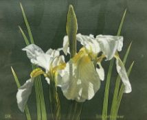 Sally Keir (British 1938-2007): 'Iris Versicolour'