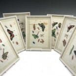 Ten Chinese watercolours on rice paper, 19th century, depicting moths, butterflies and insects,