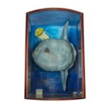 A cased taxidermy display of an Ocean Sunfish Mola Mola, all landed at Newlyn in the early 1990s and