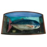 A cased taxidermy display of a Luvar Luvarus Imperialis landed at Newlyn in the early 1990s and