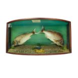 A cased taxidermy display of two Couch's Sea Bream Pagrus Orphus, all landed at Newlyn in the