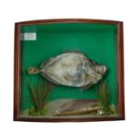A cased taxidermy display of a Sailfin Dory Zenopsis Conchifer landed at Newlyn in the early 1990s