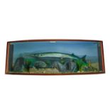 A cased taxidermy display of a Garfish Belone Belone landed at Newlyn in the early 1990s and
