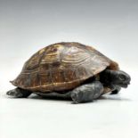 A box and cover, in the form of a tortoise, circa 1920, with natural shell cover and composition